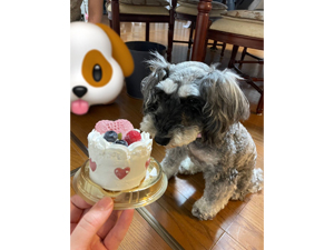 ☆モデル犬卒業後、里親さん宅での様子☆～ラフちゃん～